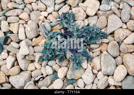 La mer bleu vert beige kale se développe sur une plage de galets. Banque D'Images