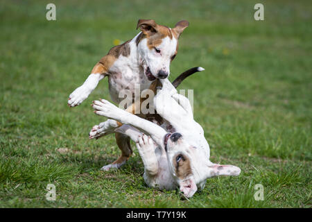 Deux chiots de type Bulldog jouant sur un pré Banque D'Images