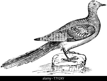 Couper du bois gravé, illustration tirée de "Le Trésor de l'Histoire Naturelle" par Samuel Maunder, publié 1848 Banque D'Images