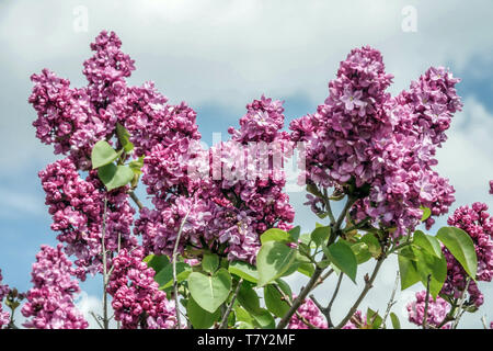 Lilas, Syringa vulgaris 'Paul Thirion' Banque D'Images