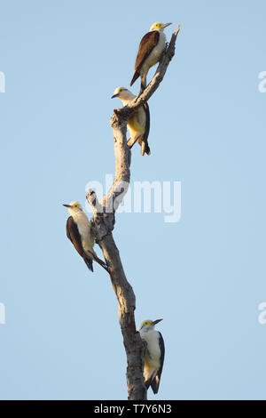 White Woodpecker Melanerpes candidus (famille) sur un arbre mort dans le Pantanal, Brésil Banque D'Images