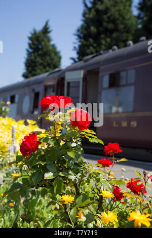 Close up of red rose bush en superbe, soleil d'été sur l'affichage sur la plate-forme d'une gare, l'établissement vintage UK vintage railway carriage, portes ouvertes. Banque D'Images