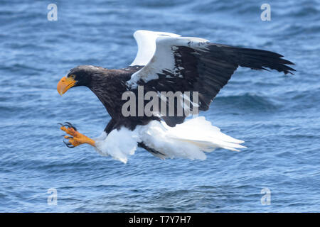 L'aigle de mer de Steller (Haliaeetus pelagicus) la chasse les poissons dans l'océan Pacifique, l'île d'Hokkaido, au Japon. Banque D'Images