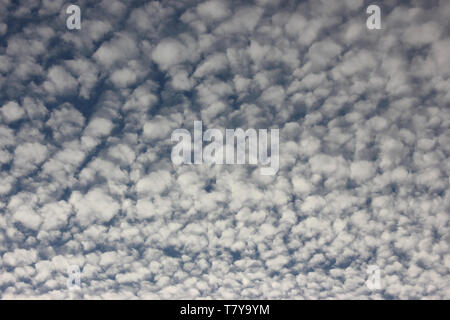 Cirrocumulus fleecy nuages sur ciel bleu. Banque D'Images