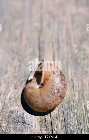 Close-up de coquille d'escargot d'eau douce sur fond de bois Banque D'Images
