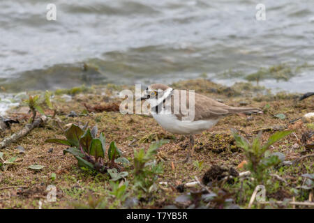 Petit Gravelot (Charadrius dubius), un petit oiseau siffleur en marchant le long du bord de l'eau à la recherche de nourriture, UK Banque D'Images