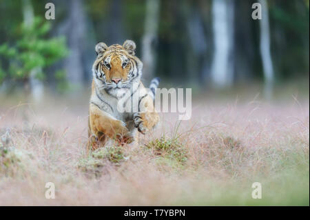 Amur tiger attaque de l'avant. Tigre de Sibérie qui saute dans la taïga sauvage. Tigre de Sibérie, Panthera tigris altaica