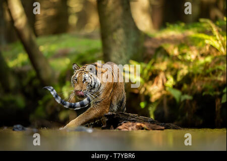 Léchant un tiger walking la rivière. Forêt d'été avec des animaux dangereux. L'émotion de la faim. Tigre de Sibérie Banque D'Images