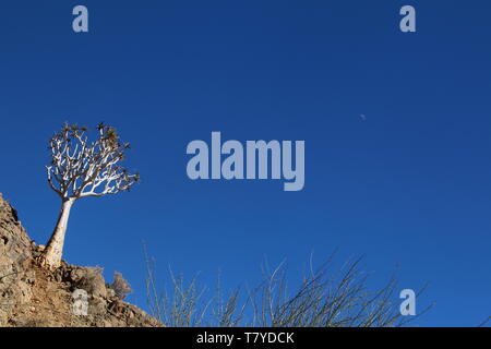 Quiver Tree solitaire contre big blue sky background Banque D'Images