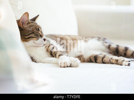 Cat sleeping on bed at home Banque D'Images