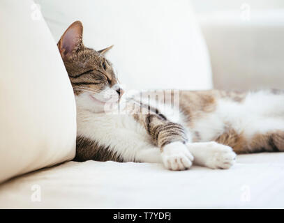 Cat sleeping on bed at home Banque D'Images