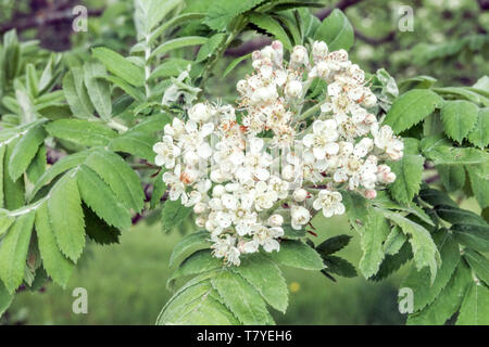 Service, de l'inflorescence, Arbre Sorbus domestica Banque D'Images