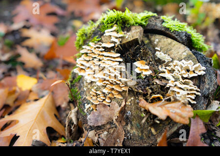 Champignons sauvages poussant sur souche d'arbre moussus en forêt d'automne Banque D'Images