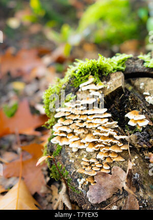 Champignons sauvages poussant sur souche d'arbre moussus en forêt d'automne Banque D'Images