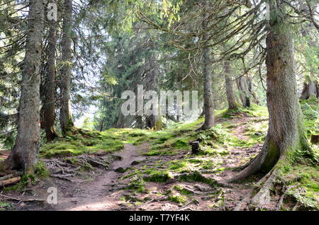 Forêt, près du lac Gosau, dans la région du Salzkammergut en Autriche Banque D'Images