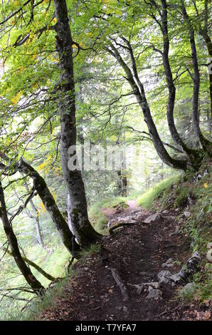 Forêt, près du lac Gosau, dans la région du Salzkammergut en Autriche Banque D'Images