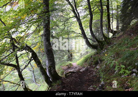 Forêt, près du lac Gosau, dans la région du Salzkammergut en Autriche Banque D'Images