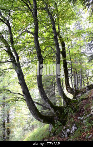 Forêt, près du lac Gosau, dans la région du Salzkammergut en Autriche Banque D'Images