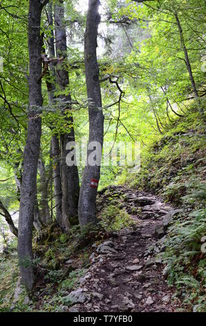 Forêt, près du lac Gosau, dans la région du Salzkammergut en Autriche Banque D'Images