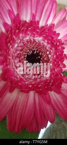Daisy de Gerber Banque D'Images