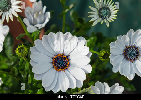 Daisy africains ( Ostéospermum ) la floraison des plantes à différents stades de développement dans un jardin anglais Banque D'Images