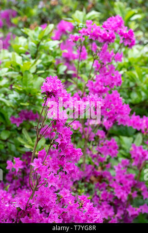 Rhododendron 'Titipu' la floraison au printemps. UK. Azalea Fleurs Banque D'Images