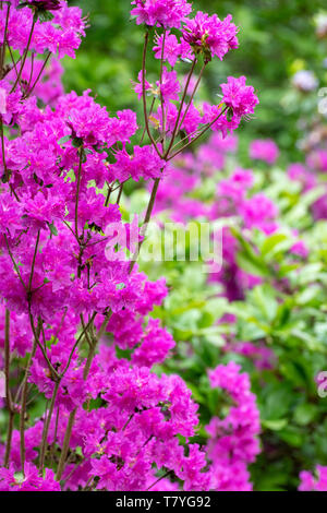 Rhododendron 'Titipu' la floraison au printemps. UK. Azalea Fleurs Banque D'Images