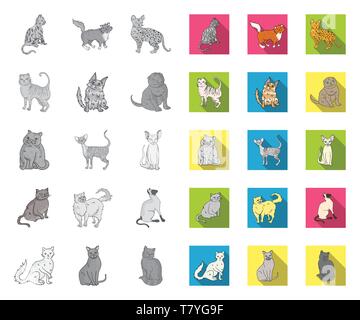 Angora,américain,animal,race,apparence,la,cat,personnage,chartreux,chocolat,collection,griffe,cornish,mignon,design,branche,exotiques,pliage,félin fourrure,les habitudes,icône,,illustration,et,aussi,isolé,cheveux longs,mammifère,mono,télévision,rock,norvégien persan,animal,peterbald,purr,rex,savannah,scottish,semi,set,informatique,,siamois sphynx,signe symbole,câline,vecteur,laine,New york,vecteurs vecteur , Illustration de Vecteur