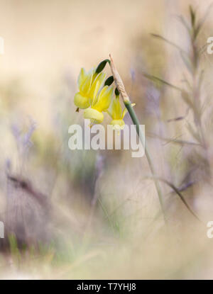 Angel's tears (Narcissus triandrus) Banque D'Images