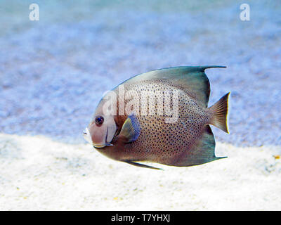 Angelfish Pomacanthus arcuatus, gris, à la Texas State Aquarium's Coral Reef pièce de Corpus Christi, Texas USA. Banque D'Images