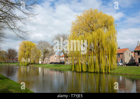 MOLENWEG, CULEMBORG, Pays-Bas - le 27 mars 2019 : Babylone ou willow - saule pleureur Salix babylonica - au début du printemps le long d'un canal. Banque D'Images