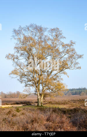 Le bouleau verruqueux, bouleau verruqueux, bouleau blanc européen ou asiatique est le bouleau blanc - Betula pendula - contre un ciel bleu au début du printemps. Banque D'Images