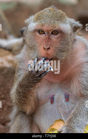 Les macaques à longue queue, léchant ses doigts de coco au temple d'Angkor Wat au Cambodge Banque D'Images
