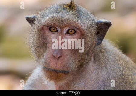 Portrait de macaques à longue queue Banque D'Images