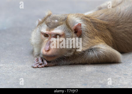 Macaque à longue queue allongée sur un sol en béton Banque D'Images