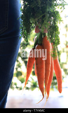 Bouquet de carottes d'orange frais sur fond sombre. Banque D'Images