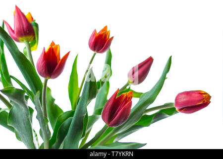 Bouquet de tulipes rouges isolé sur fond blanc Banque D'Images