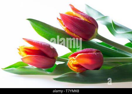 Trois tulipes rouges et jaunes avec des feuilles vertes isolé sur fond blanc Banque D'Images