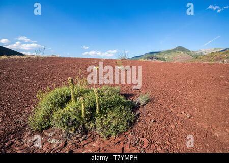 France, Alpes Maritimes, parc national du Mercantour, Haut Var, Gorges du Daluis, houseleek Sempervivum calcareum) (sur les sols pélites rouge Banque D'Images