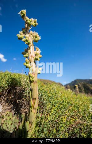 France, Alpes Maritimes, parc national du Mercantour, Haut Var vallée, Gorges du Daluis, houseleek (Sempervivum calcareum) Banque D'Images