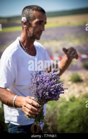 France, Drôme, drome provencale, Ferrassieres, démonstration de la coupe manuelle de la lavande de drépanocytose dans le cadre de la fête de la lavande à Ferrassieres Banque D'Images
