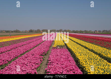 Des massifs de fleurs avec des couleurs différentes de tulipes jusqu'à l'horizon, dans un paysage de printemps Banque D'Images