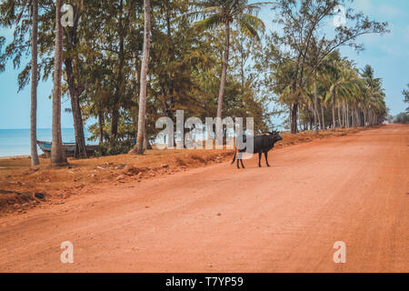 Ox / vache / buffalo sur rural emty route de terre à côté des palmiers et l'océan Banque D'Images