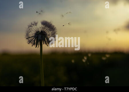 Pissenlit fleur vesse-de par le vent soufflant dans le coucher du soleil Banque D'Images