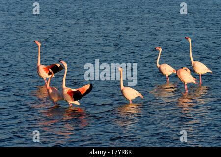 France, Aude, Corbières, Narbonne, Gruissan, des flamants roses (Phoenicopterus roseus) Banque D'Images