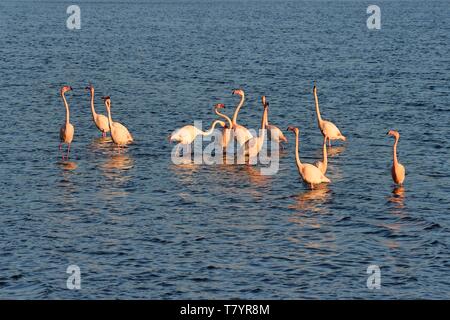 France, Aude, Corbières, Narbonne, Gruissan, des flamants roses (Phoenicopterus roseus) Banque D'Images