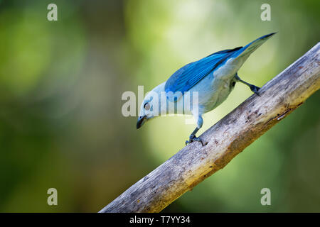 Blue-gray Tanager - Tangara episcopus moyennes au sud-américain de la famille tangara songbird, Laridés, commence à partir du sud du Mexique au nord-est Banque D'Images