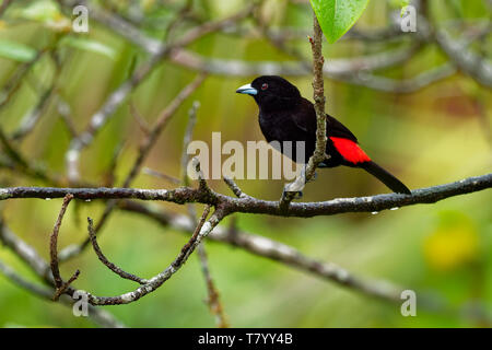 Tangara à croupion rouge - Ramphocelus passerinii moyennes passereau. Ce tanager est un résident dans le sélectionneur de basses terres des Caraïbes souther Banque D'Images
