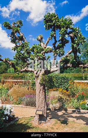 Le gui (Viscum album) poussant sur un 17e siècle 300 an Old Apple Tree, Groombridge Place, UK Banque D'Images