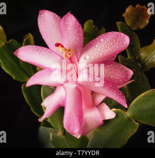 Schlumbergera truncata, le faux cactus de Noël Banque D'Images